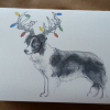 photo of holiday card with border Collie with Christmas lights