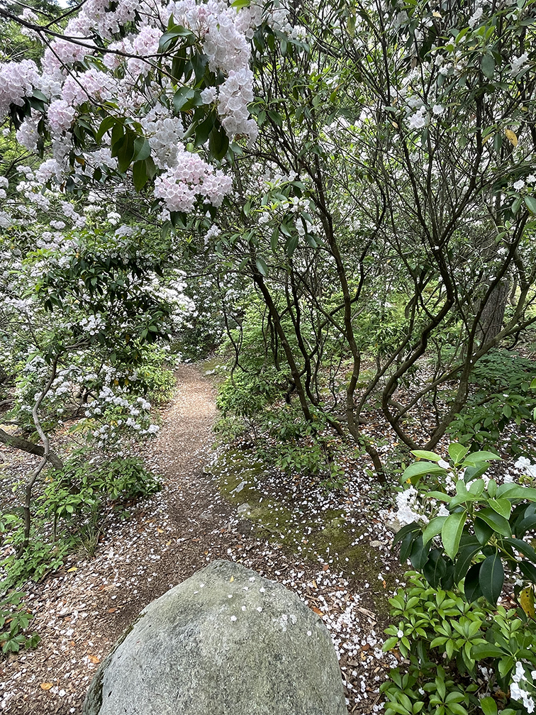 manitoga mountain laurel path
