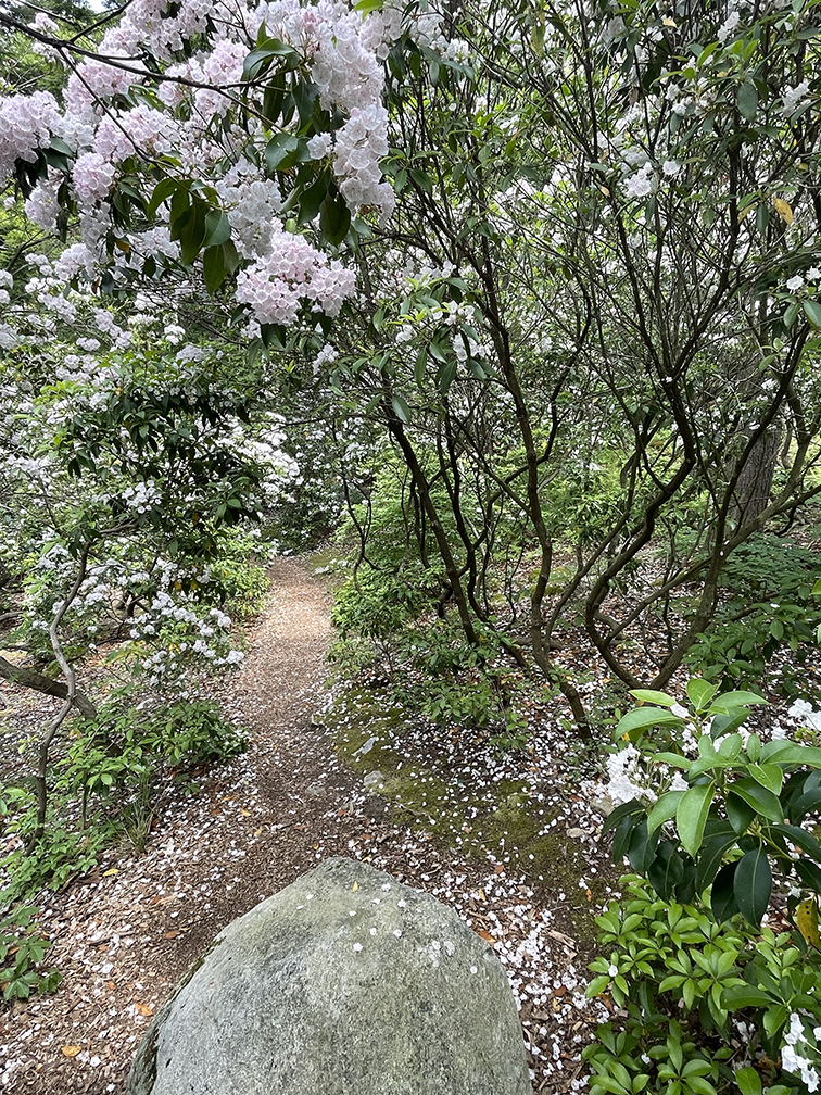 manitoga mountain laurel path manitoga mountain laurel path