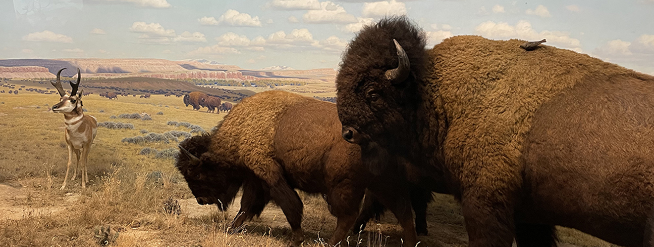 amnh bison and prong horn diorama