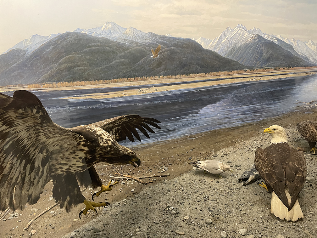 amnh bald eagles diorama