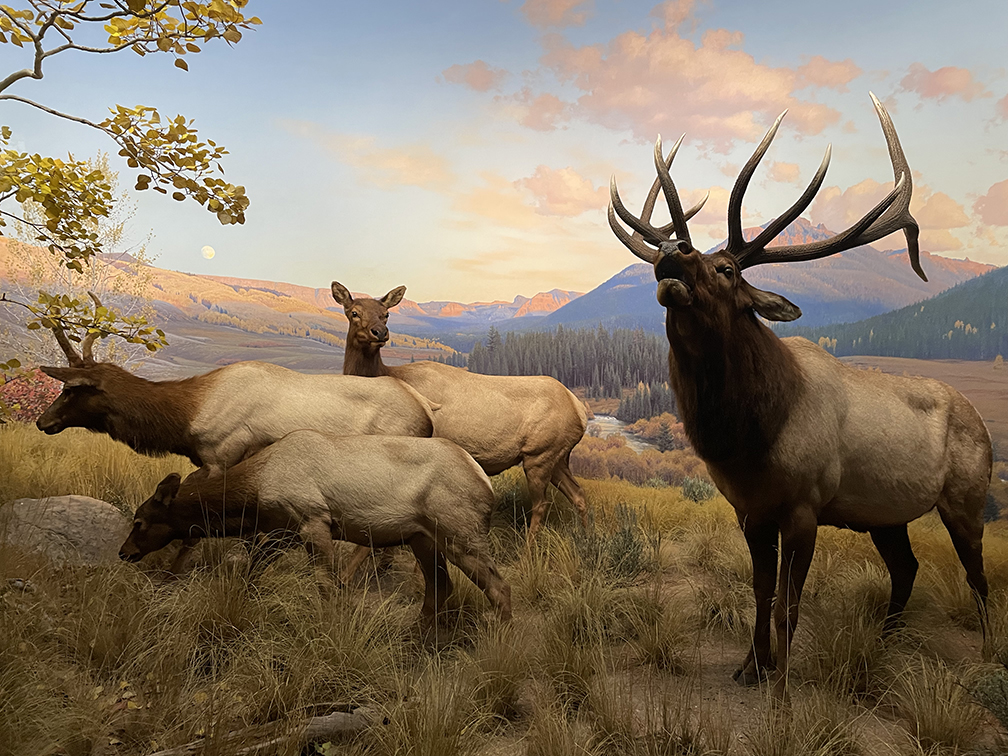 amnh elk diorama