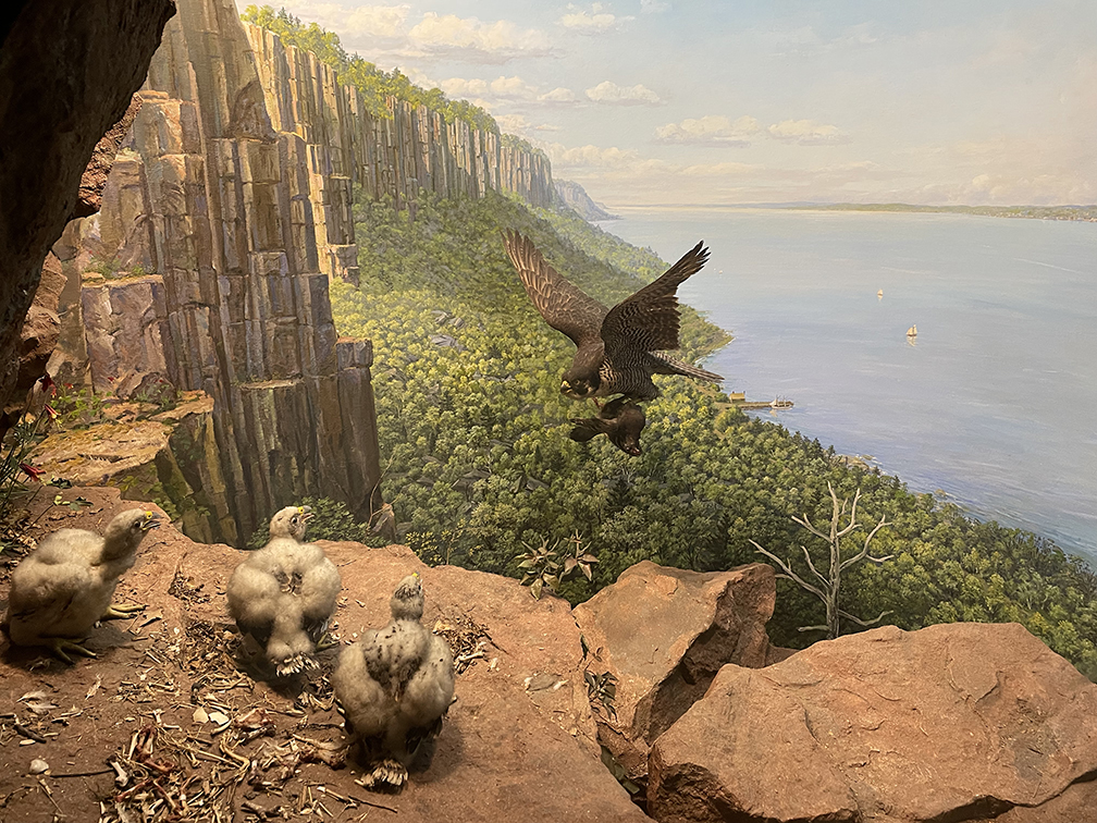 amnh falcon amnh peregrine falcon diorama